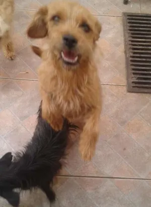 Cachorro raça vira lata idade 2 a 6 meses nome pipoca