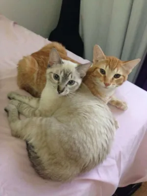 Gato raça Mestiços idade 2 a 6 meses nome Gatinhos irmãos