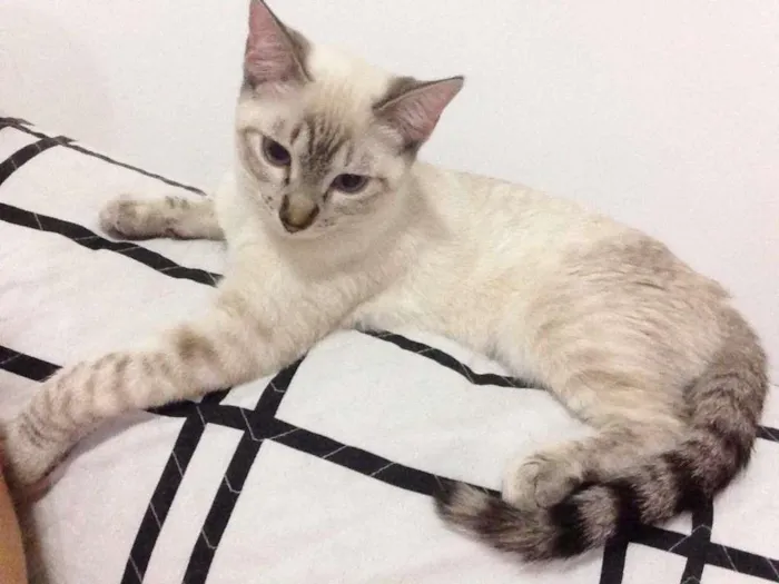 Gato ra a Mestiços idade 2 a 6 meses nome Gatinhos irmãos