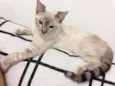Gatinhos irmãos
