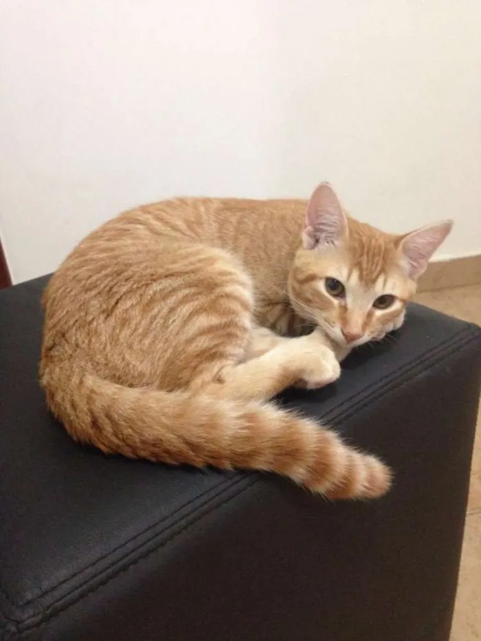 Gato ra a Mestiços idade 2 a 6 meses nome Gatinhos irmãos