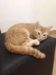 Gatinhos irmãos