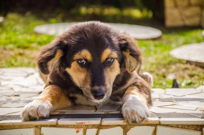 Cachorro ra a SRD idade 2 a 6 meses nome Valentim