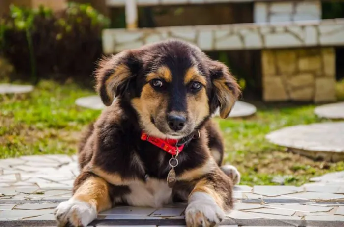 Cachorro ra a SRD idade 2 a 6 meses nome Valentim