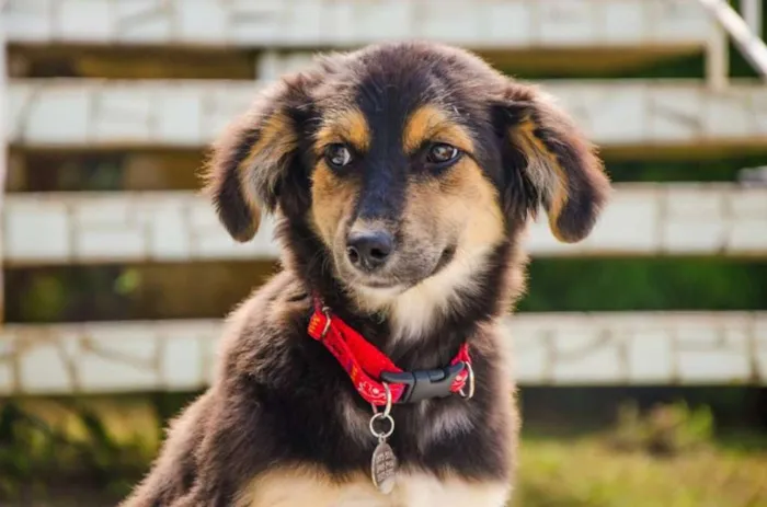Cachorro ra a SRD idade 2 a 6 meses nome Valentim