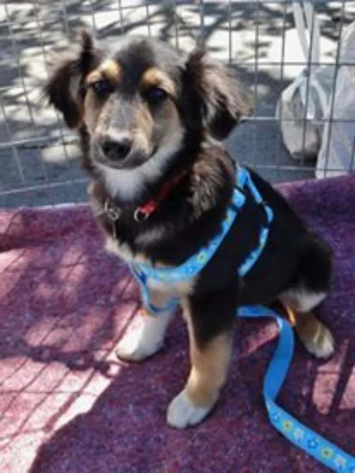 Cachorro ra a SRD idade 2 a 6 meses nome Valentim