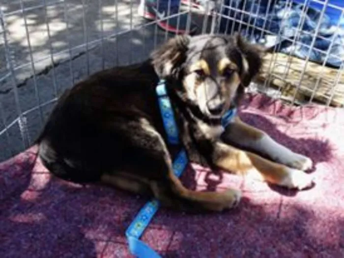 Cachorro ra a SRD idade 2 a 6 meses nome Valentim