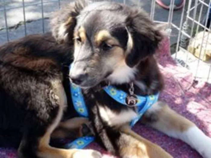 Cachorro ra a SRD idade 2 a 6 meses nome Valentim