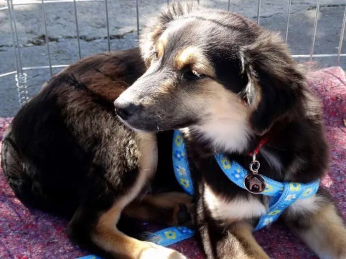 Cachorro ra a SRD idade 2 a 6 meses nome Valentim