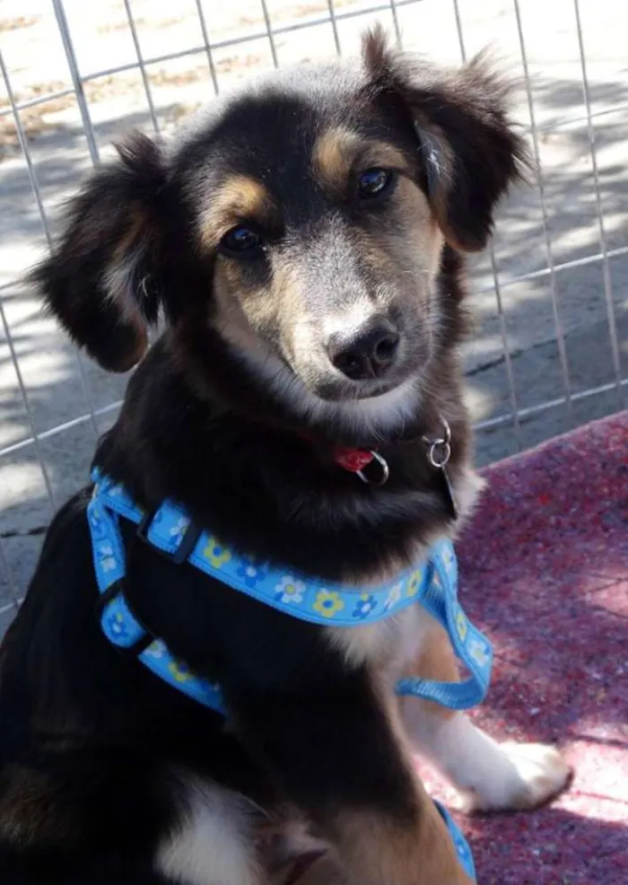 Cachorro ra a SRD idade 2 a 6 meses nome Valentim
