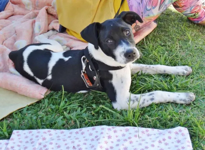 Cachorro ra a SRD idade 2 a 6 meses nome Cody