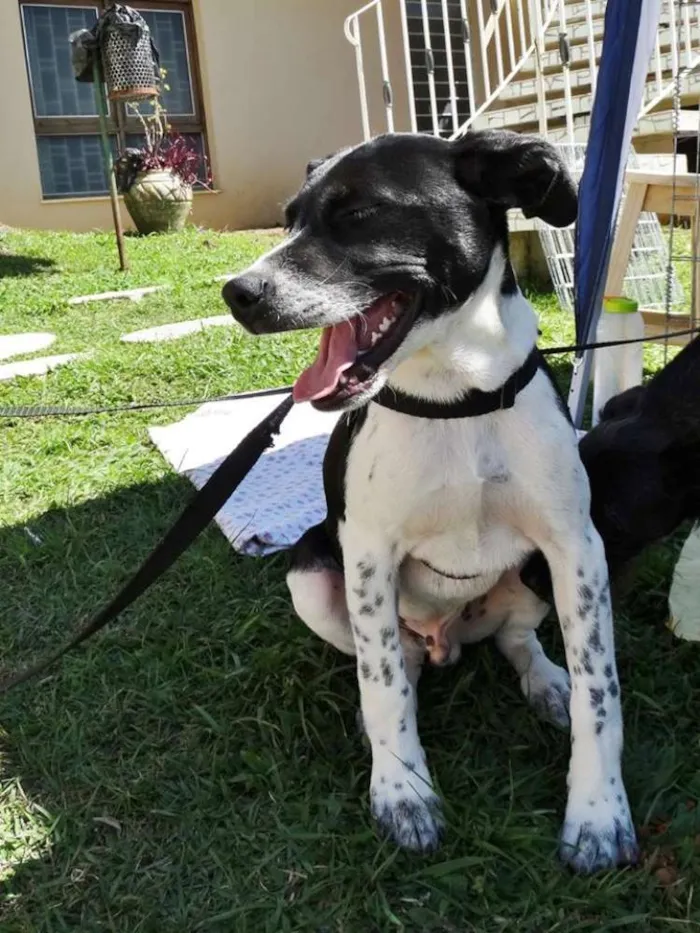 Cachorro ra a SRD idade 2 a 6 meses nome Cody