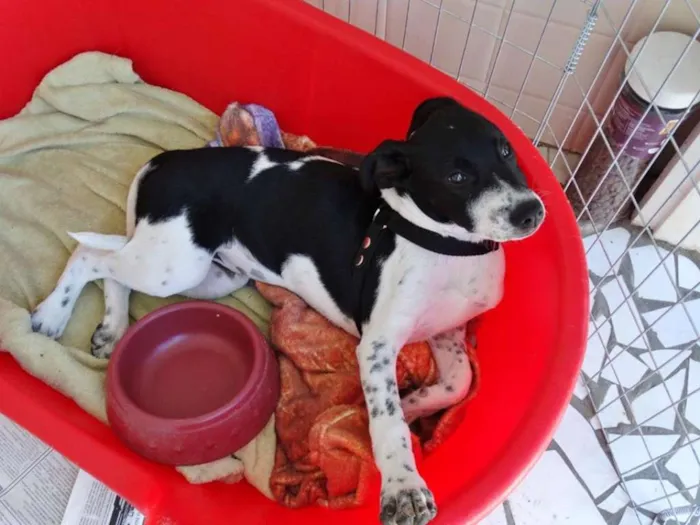 Cachorro ra a SRD idade 2 a 6 meses nome Cody