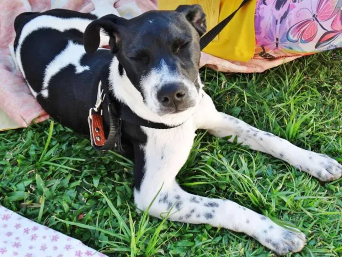 Cachorro ra a SRD idade 2 a 6 meses nome Cody