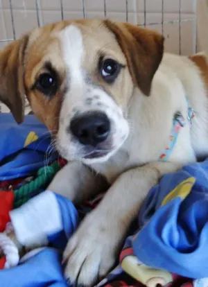 Cachorro raça SRD idade 2 a 6 meses nome Thor e Hulk