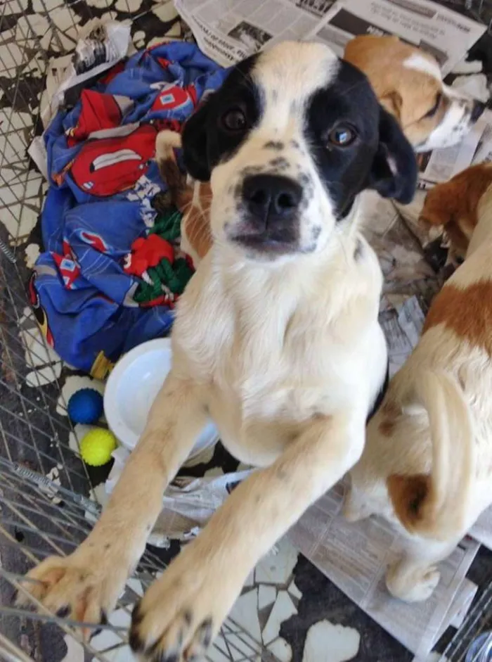 Cachorro ra a SRD idade 2 a 6 meses nome Nina