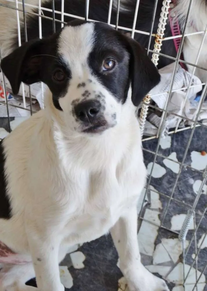 Cachorro ra a SRD idade 2 a 6 meses nome Nina