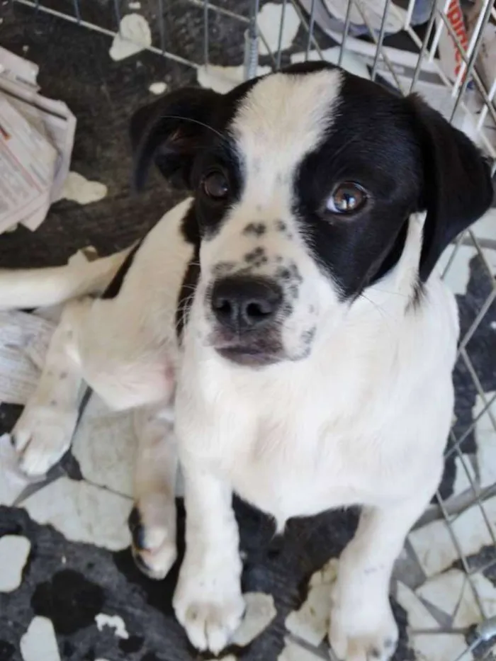 Cachorro ra a SRD idade 2 a 6 meses nome Nina