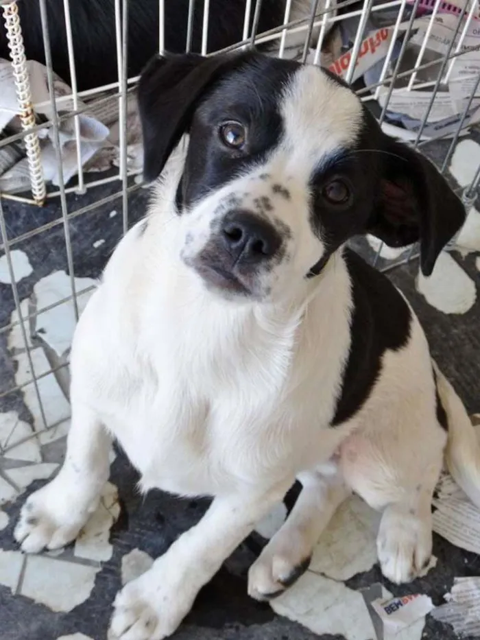 Cachorro ra a SRD idade 2 a 6 meses nome Nina