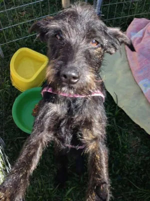 Cachorro raça SRD idade 7 a 11 meses nome Juli