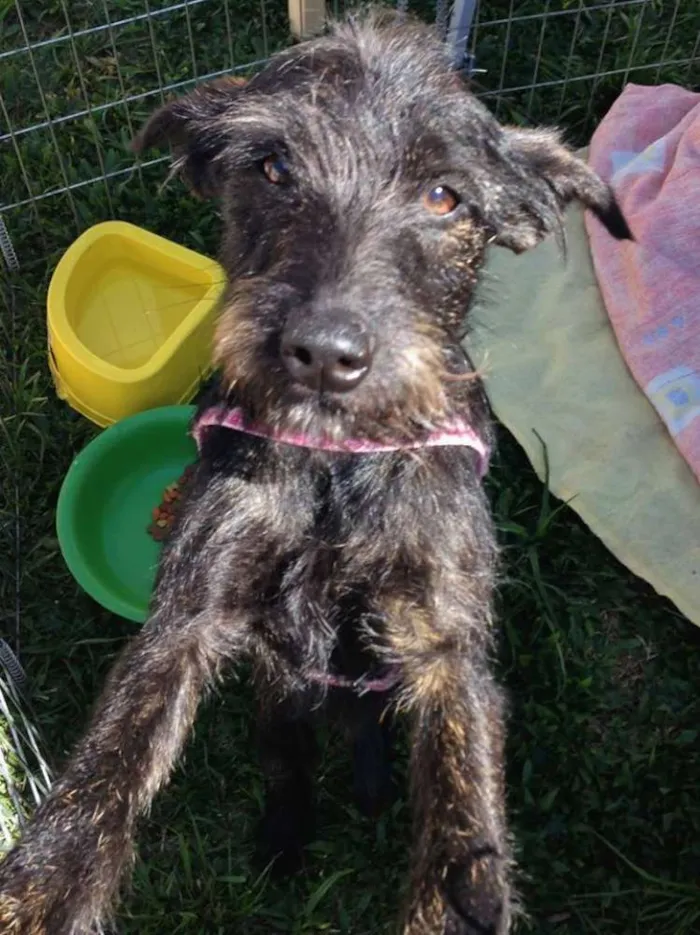 Cachorro ra a SRD idade 7 a 11 meses nome Juli