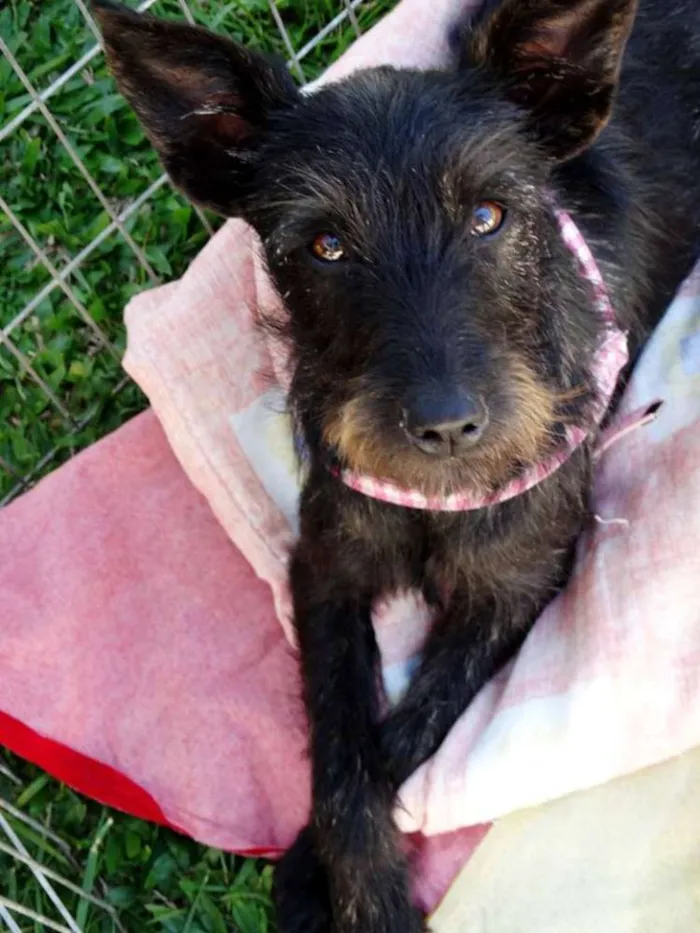 Cachorro ra a SRD idade 7 a 11 meses nome Juli