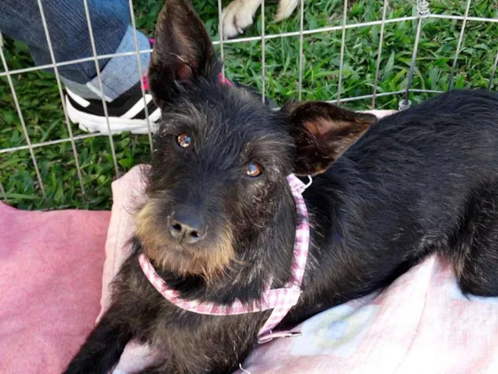 Cachorro ra a SRD idade 7 a 11 meses nome Juli