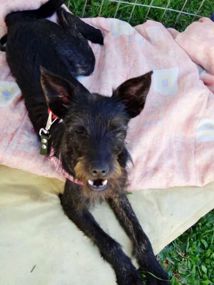 Cachorro ra a SRD idade 7 a 11 meses nome Juli
