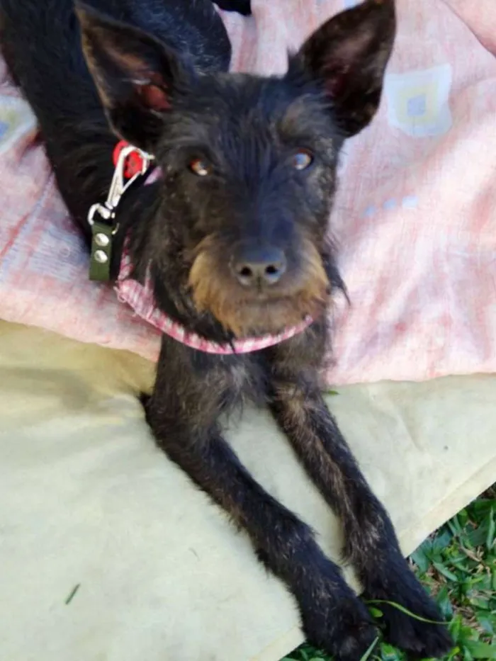 Cachorro ra a SRD idade 7 a 11 meses nome Juli