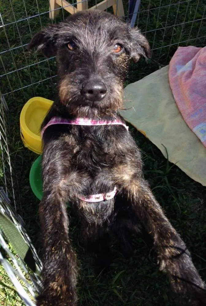 Cachorro ra a SRD idade 7 a 11 meses nome Juli