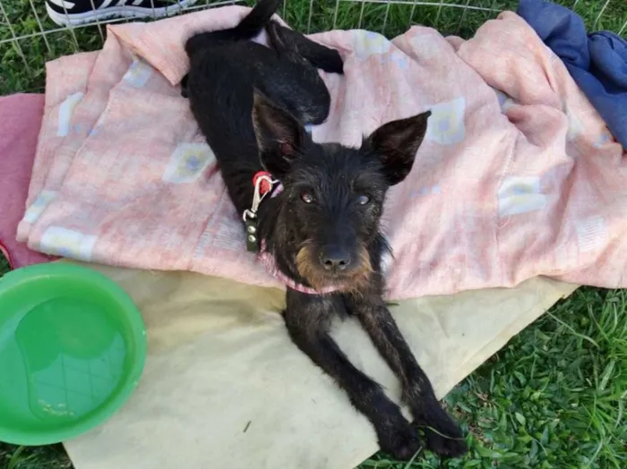 Cachorro ra a SRD idade 7 a 11 meses nome Juli
