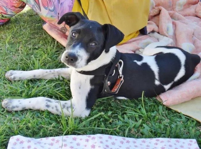 Cachorro ra a SRD idade 2 a 6 meses nome Cody