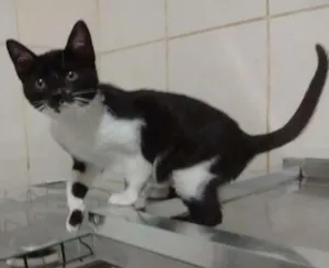 Gato raça srd idade 2 a 6 meses nome Pink