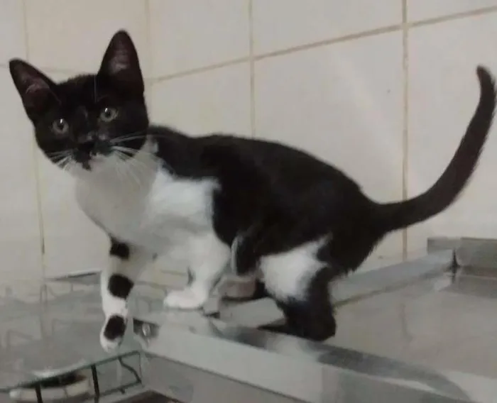 Gato ra a srd idade 2 a 6 meses nome Pink