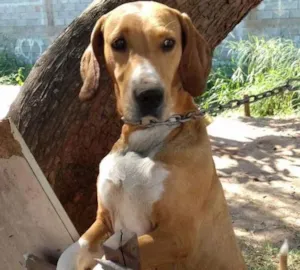 Cachorro raça  idade 2 anos nome Lana
