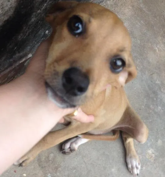 Cachorro ra a Vira lata  idade  nome Sem nome 