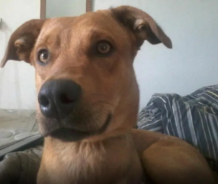 Cachorro ra a SRD idade 1 ano nome Jake