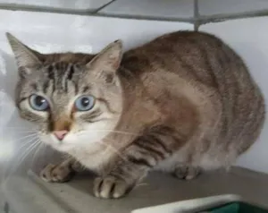 Gato raça  idade 7 a 11 meses nome Gatinhos