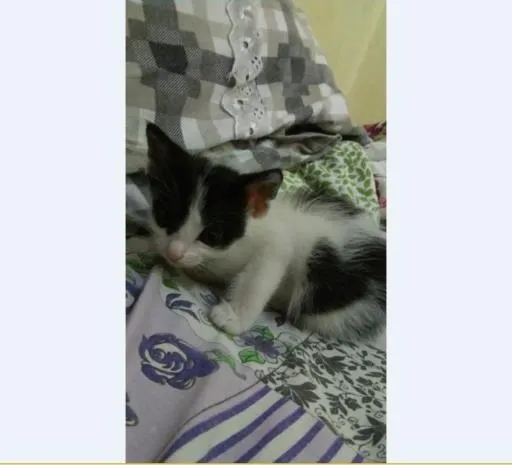 Gato ra a Vira Lata idade Abaixo de 2 meses nome Sem nomes