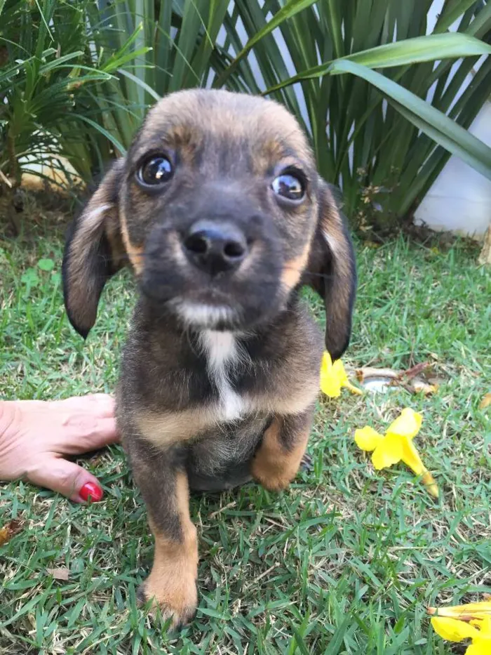 Cachorro ra a VIRA LATA idade Abaixo de 2 meses nome AINDA NAO TEM