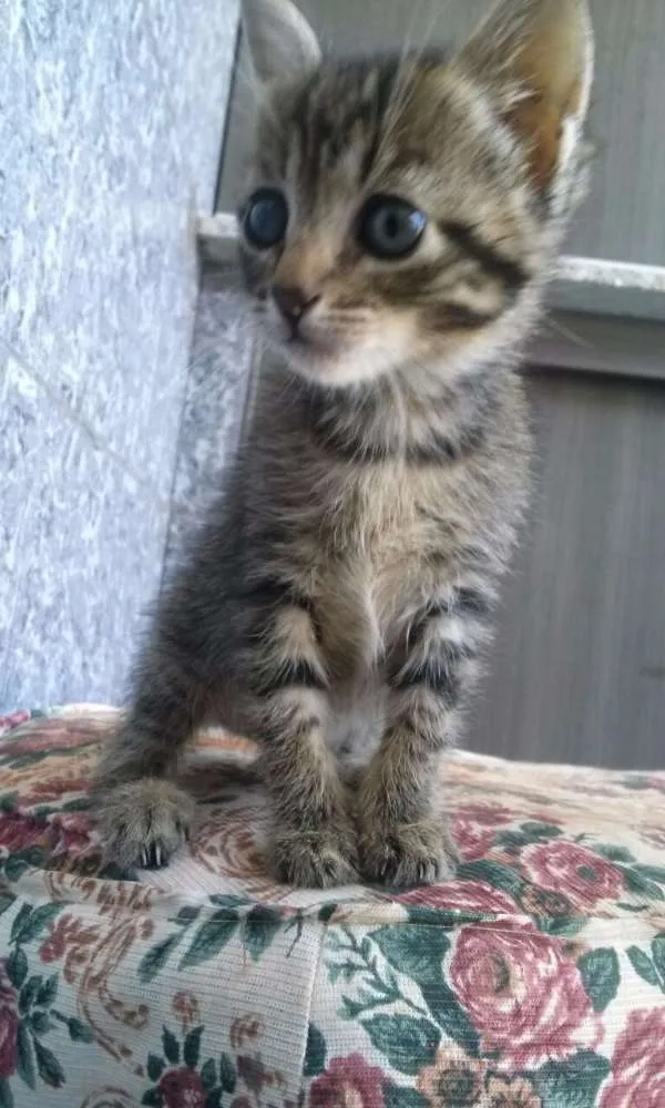Gato ra a desconhecido idade Abaixo de 2 meses nome Angelina