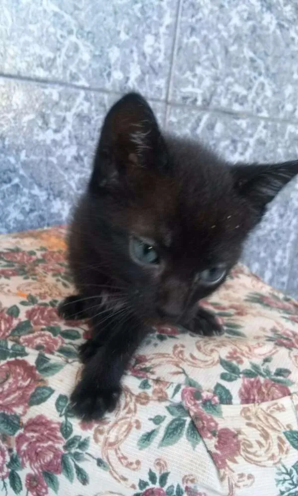 Gato ra a DESCONHEÇO idade  nome PEROLA