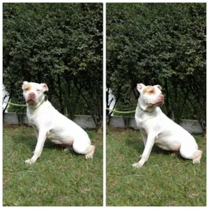 Cachorro raça Pit-Bull idade 6 ou mais anos nome DUQUESA