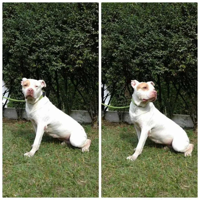 Cachorro ra a Pit-Bull idade 6 ou mais anos nome DUQUESA