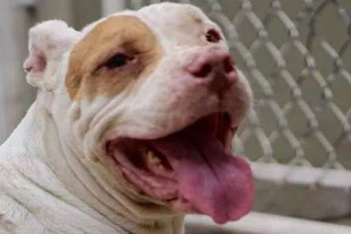 Cachorro ra a Pit-Bull idade 6 ou mais anos nome DUQUESA
