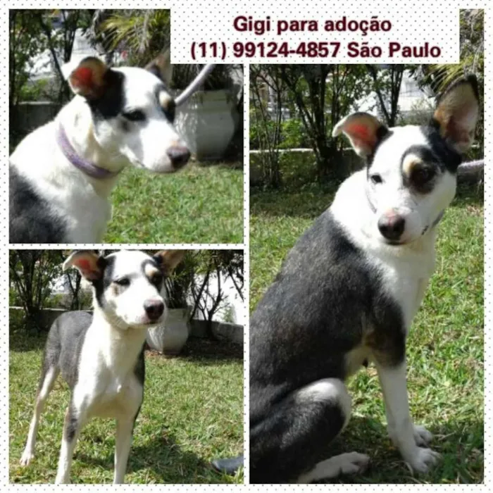 Cachorro ra a SRD idade 3 anos nome GIGI