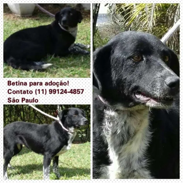 Cachorro ra a SRD idade 4 anos nome BETINA