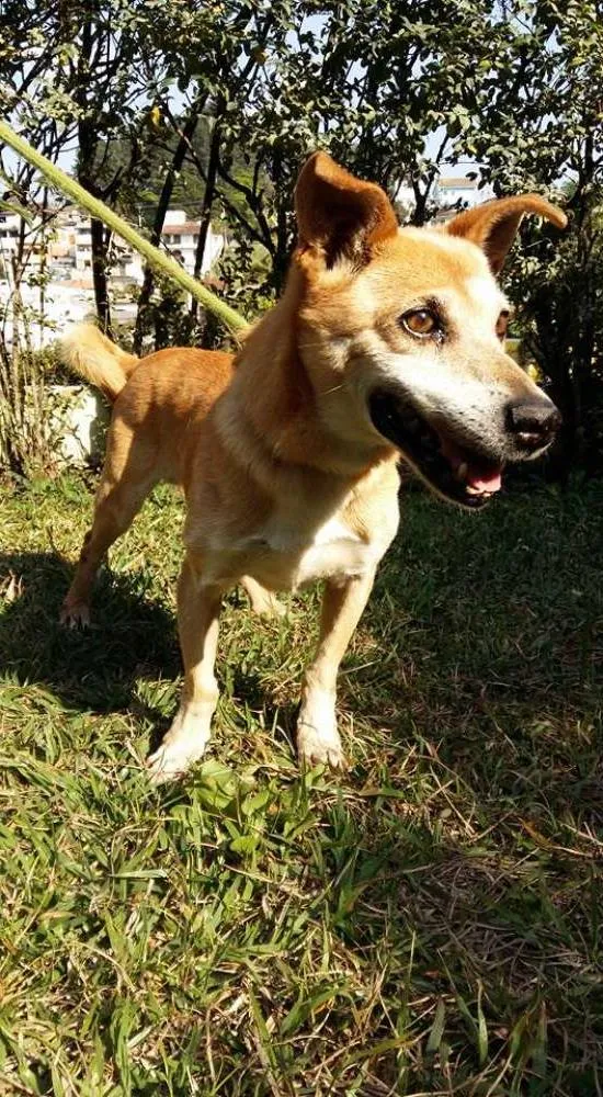 Cachorro ra a SRD idade 6 ou mais anos nome DUQUE