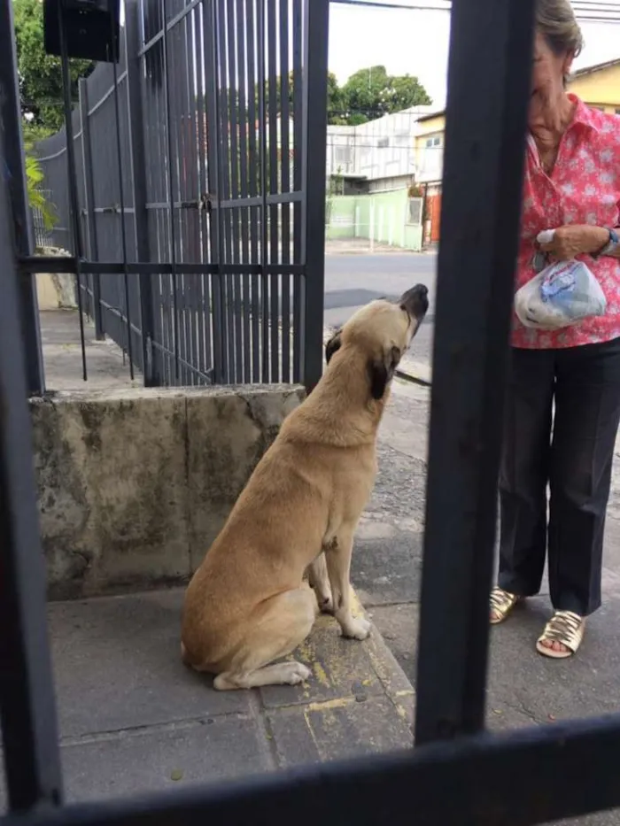 Cachorro ra a  idade 2 anos nome bebê