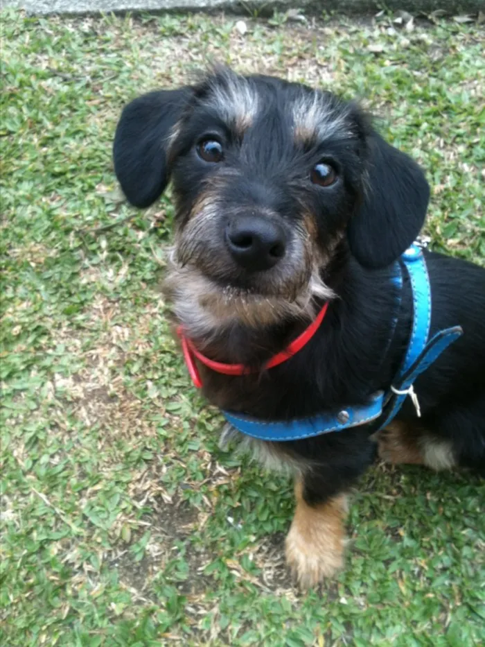 Cachorro ra a Srd idade 2 a 6 meses nome Sr. Gingle Batatinha